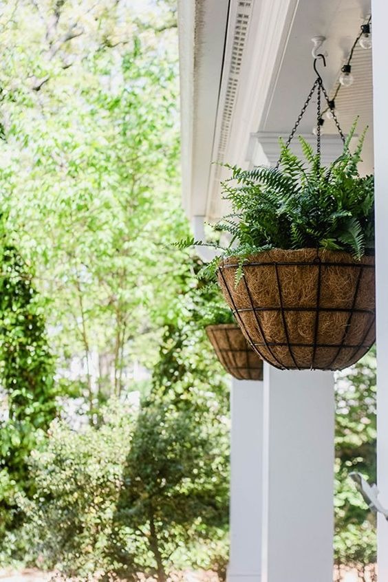 20 Hanging Plants That Will Brighten Up Any Room In Your House