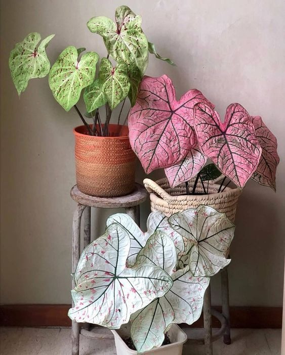 20 Colorful Houseplants To Add A Splash Of Color To Your Home
