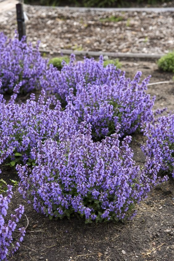 20 Plants That Repel Mosquitos Naturally And Smell Great Too