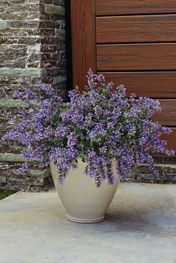 Catmint