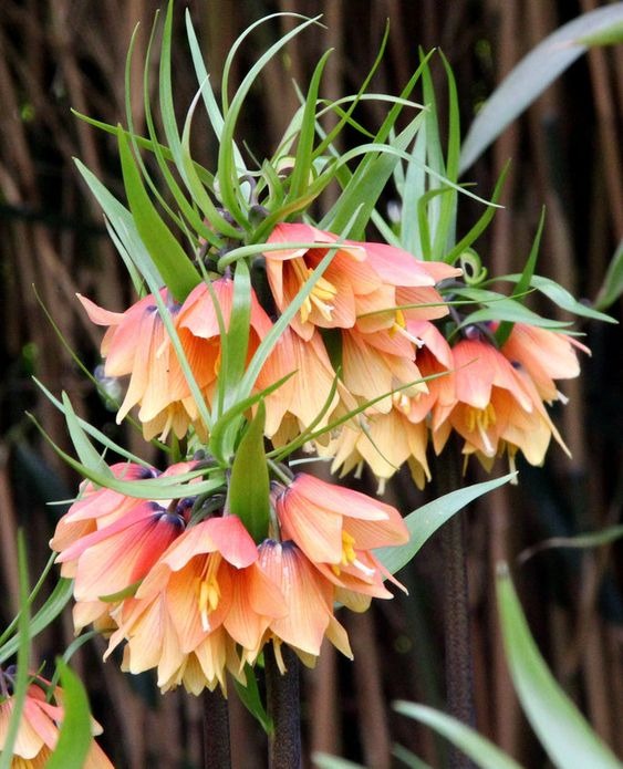 20 Unique Flowers To Grow In The Garden That Will Surprise And Delight You