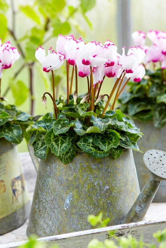 20 Plants With Heart-shaped Leaves To Spread Love In Your Home