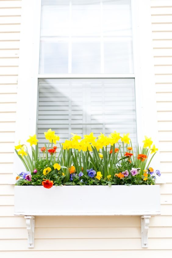 Daffodils Window Box Ideas