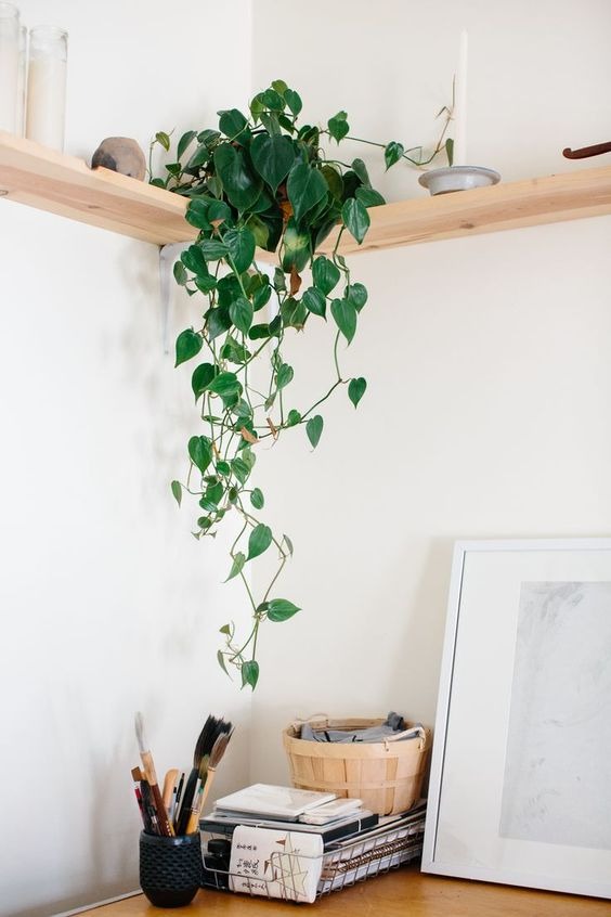 Decorate With Trailing Plant
