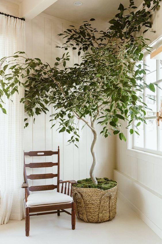 20 Fake Plants That Look Real And Require No Maintenance