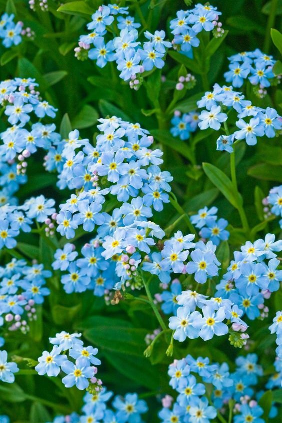 20 Best Spring Flowers To Brighten Up Your Garden And Home