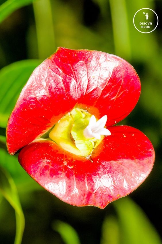 20 Plants With Bizarre Names That Look Like Out Of This World