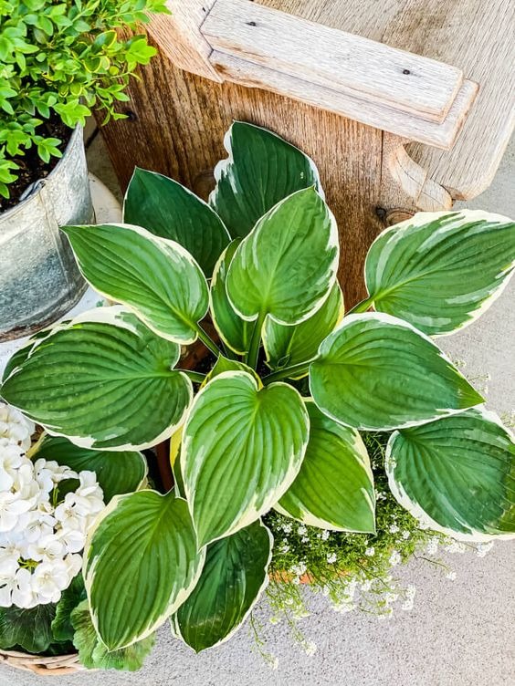 20 Front Porch Plants That Will Boost Your Curb Appeal