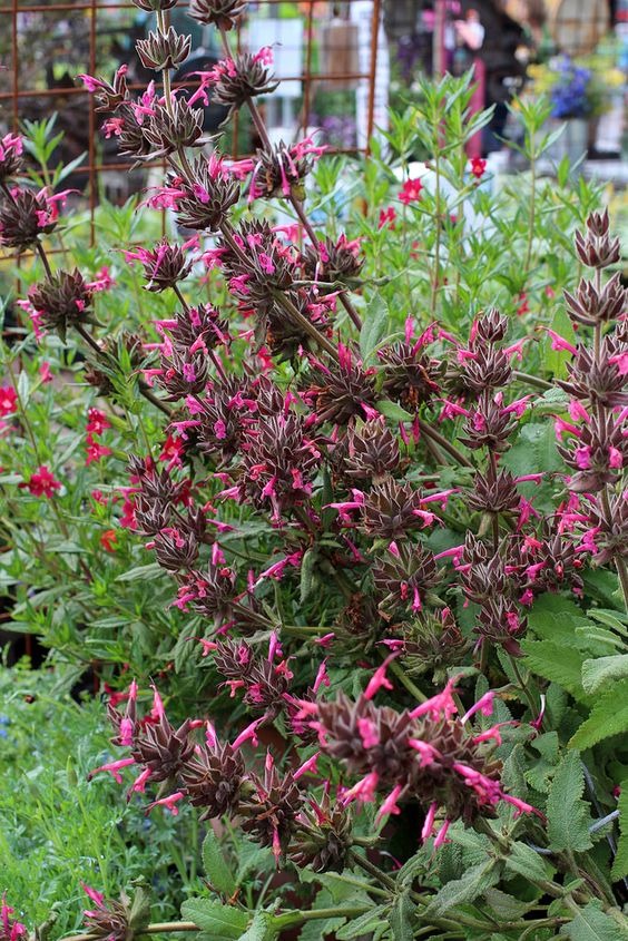 20 Plants That Repel Mosquitos Naturally And Smell Great Too