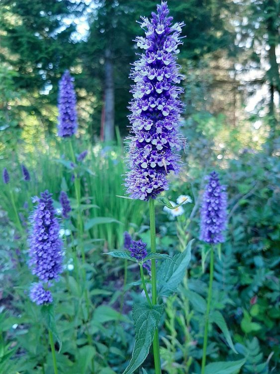 Hummingbird Mint