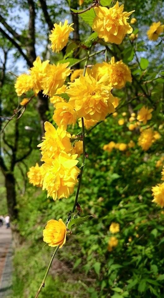 best spring flowers