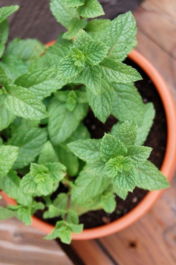 20 Plants That Repel Mosquitos Naturally And Smell Great Too