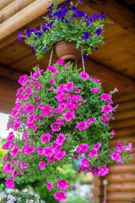 20 Front Porch Plants That Will Boost Your Curb Appeal