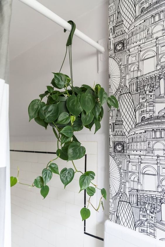 Bathroom Plants: 20 Plants That Love The Humidity Of Your Bathroom