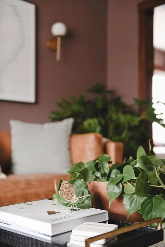 20 Coffee Table Plants That Are Low-Maintenance And High-Impact