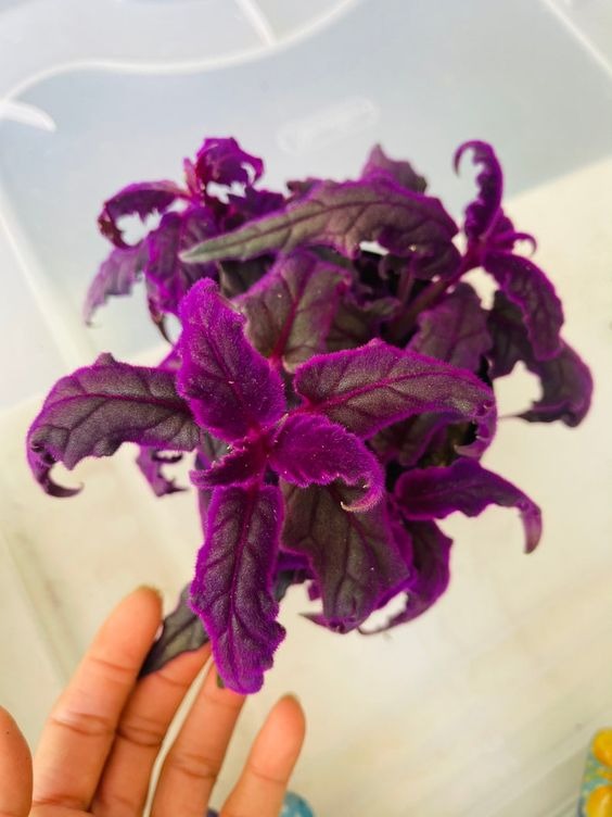 Purple Velvet Plant