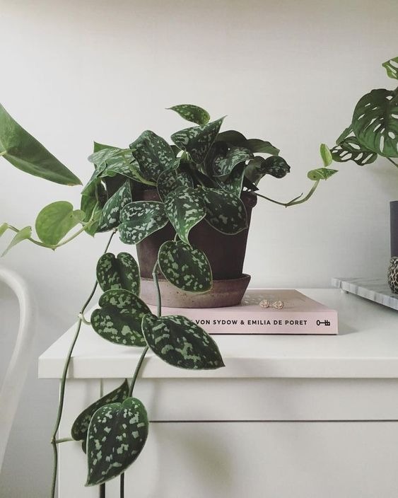 20 Indoor Vining Plants To Create Stunning Displays In Your Home