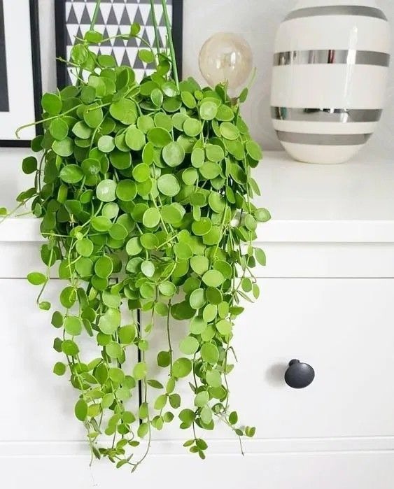 17 Best String Of Plants For Hanging Baskets And Plant Stands