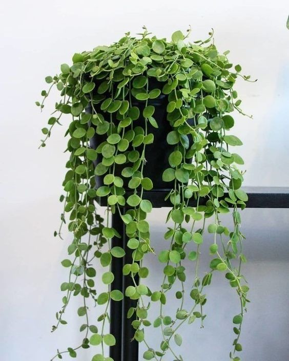 indoor vining plants