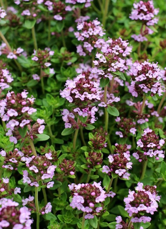 20 Plants That Repel Mosquitos Naturally And Smell Great Too