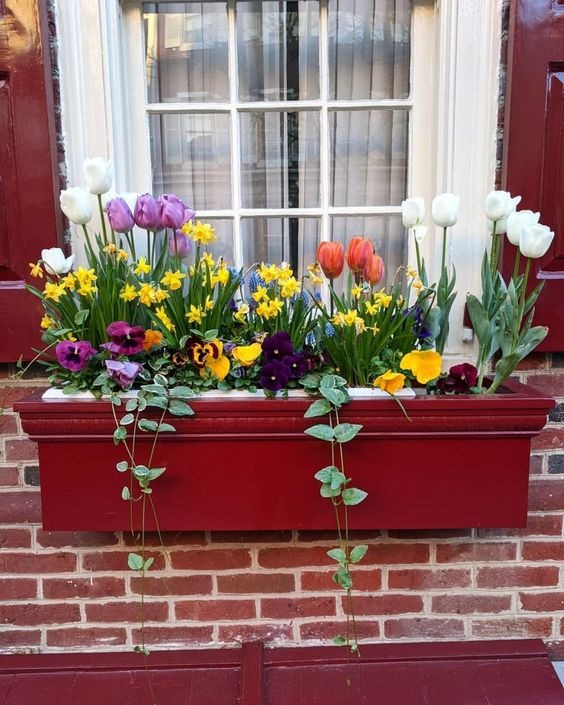Tulip Window Box Ideas
