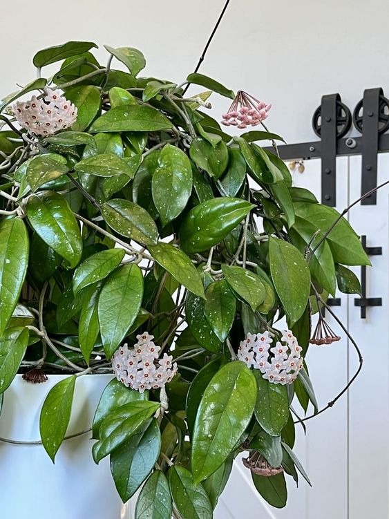 20 Indoor Vining Plants To Create Stunning Displays In Your Home