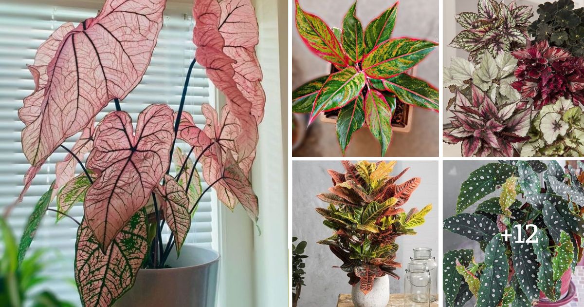 20 Colorful Houseplants To Add A Splash Of Color To Your Home