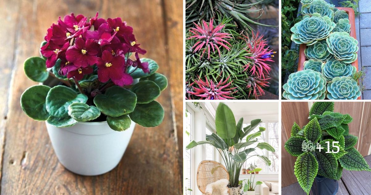 20 Pet-friendly Houseplants That Won’t Harm Your Furry Friends