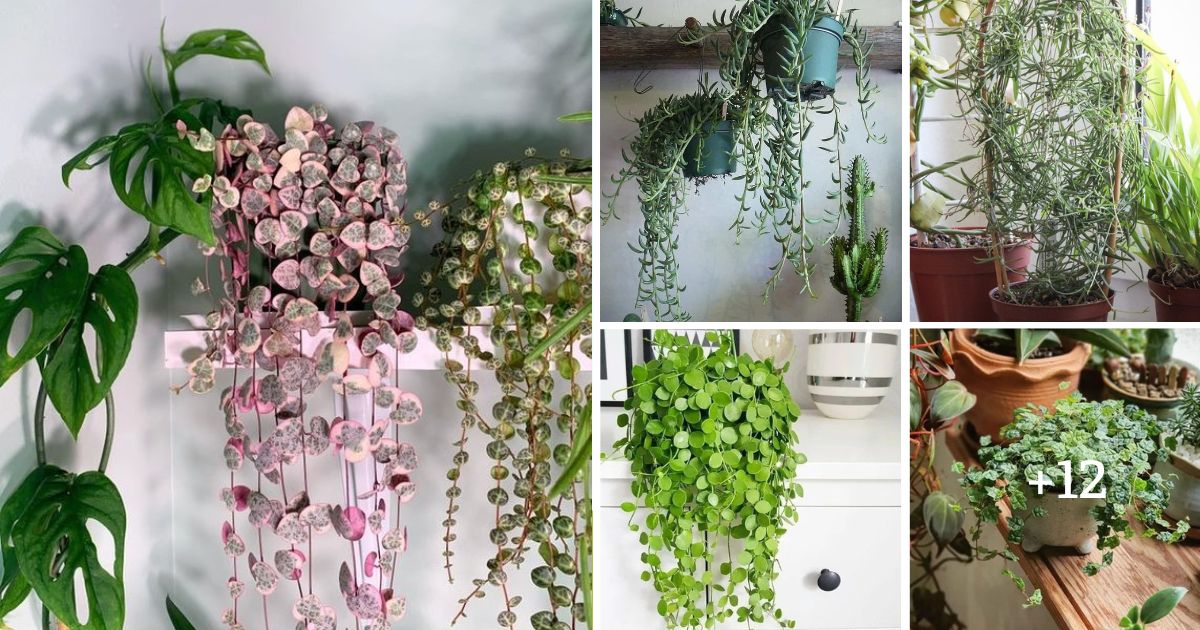 17 Best String Of Plants For Hanging Baskets And Plant Stands