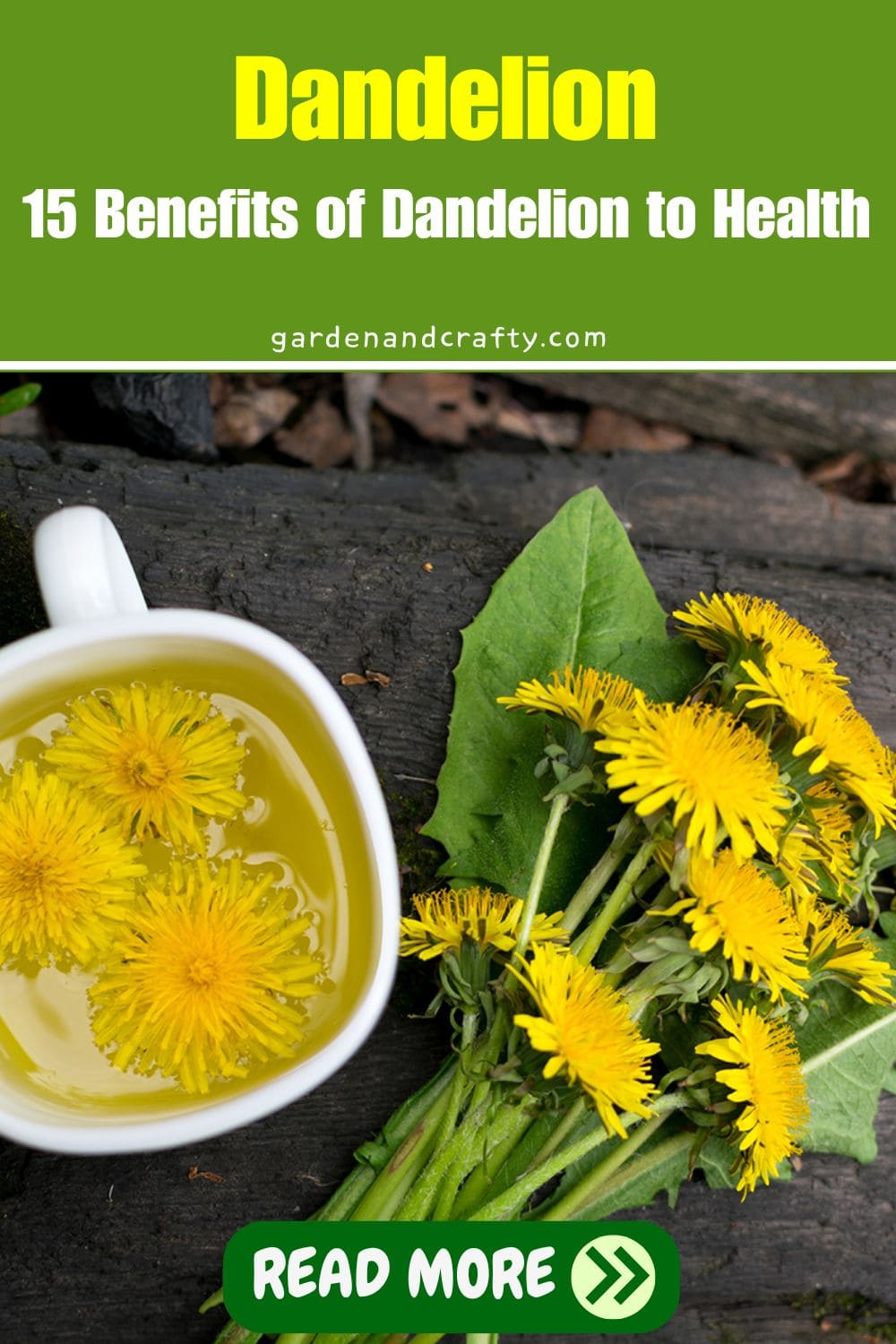 15 Surprising Benefits of Dandelion to Health