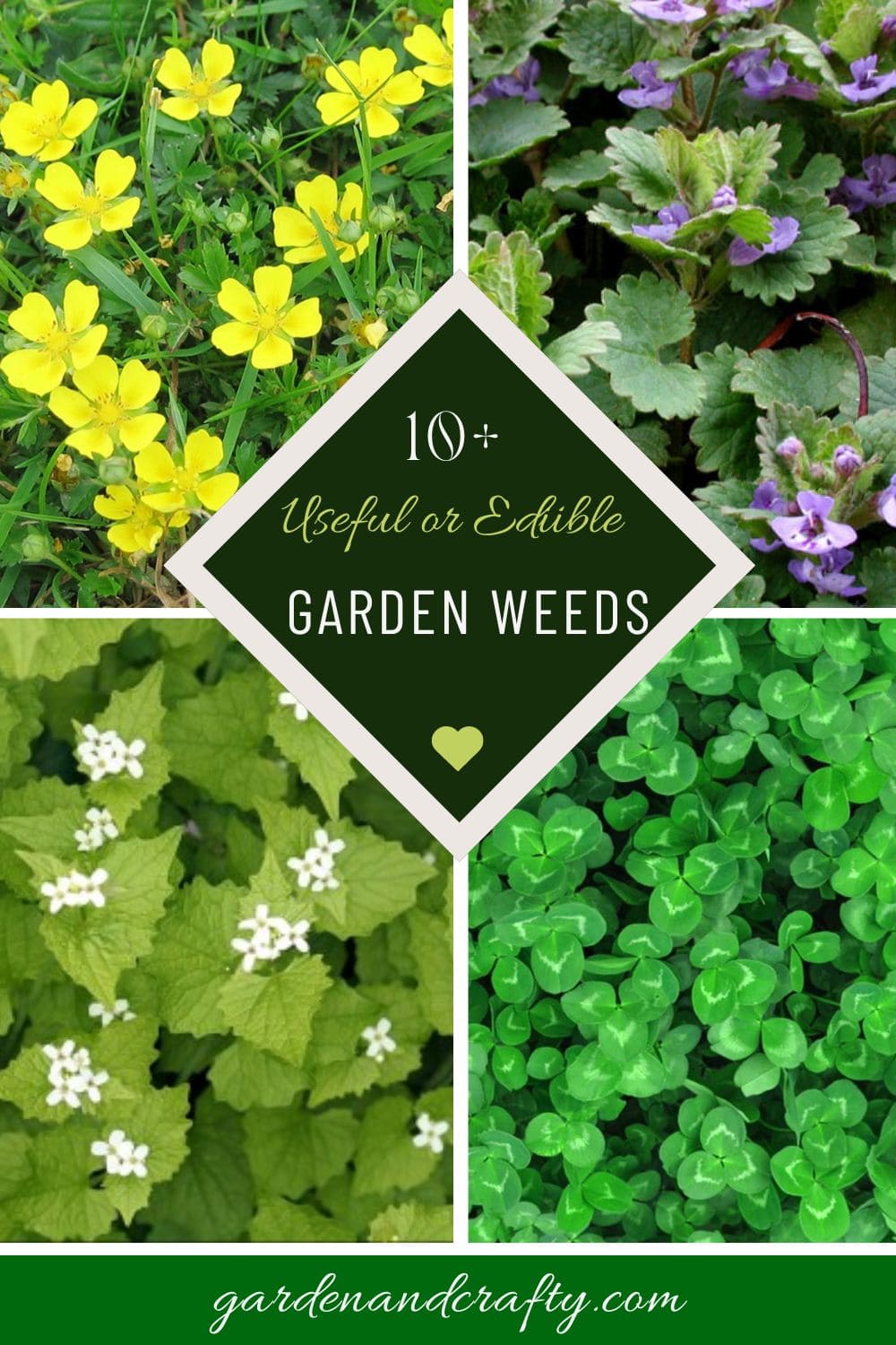 15 Useful or Edible Garden Weeds