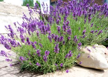 25 Best Plants That Repel Mosquitos 25 Best Plants That Repel Mosquitos