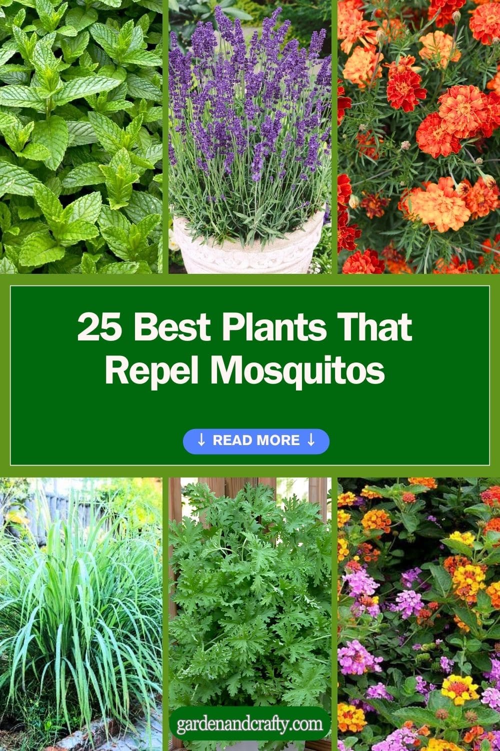 25 Best Plants That Repel Mosquitos