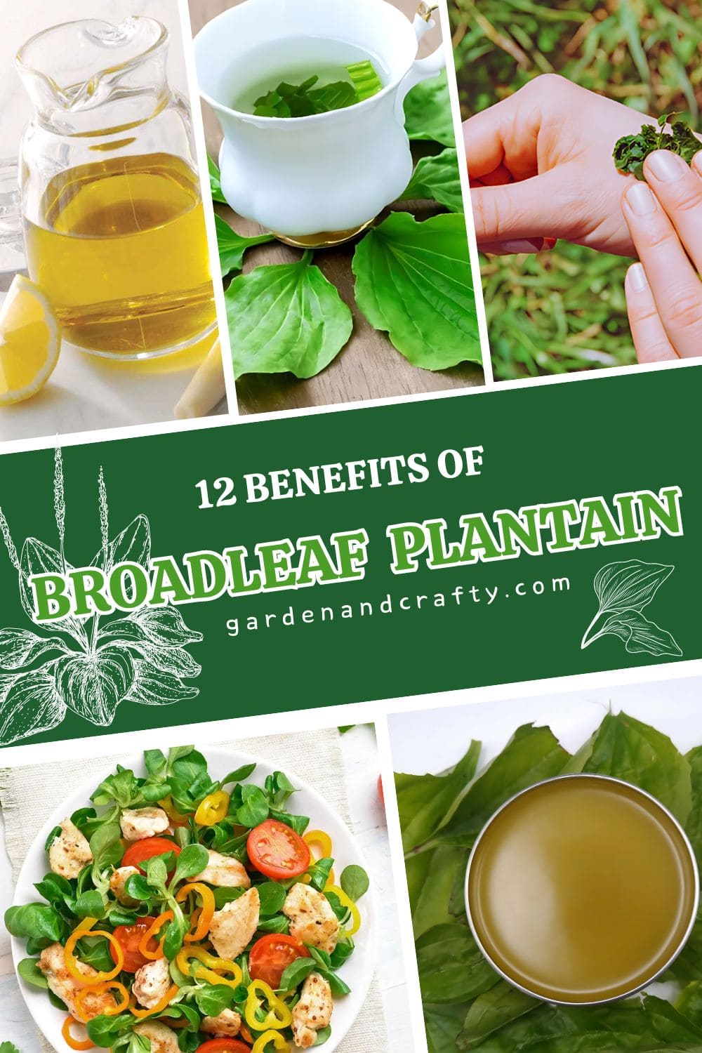 Benefits of Broadleaf Plantain