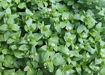 Benefits of Chickweed to Health