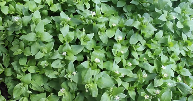 Benefits of Chickweed to Health
