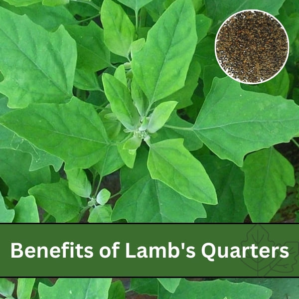 Benefits of Lamb's Quarters