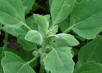 Benefits of Lamb’s Quarter