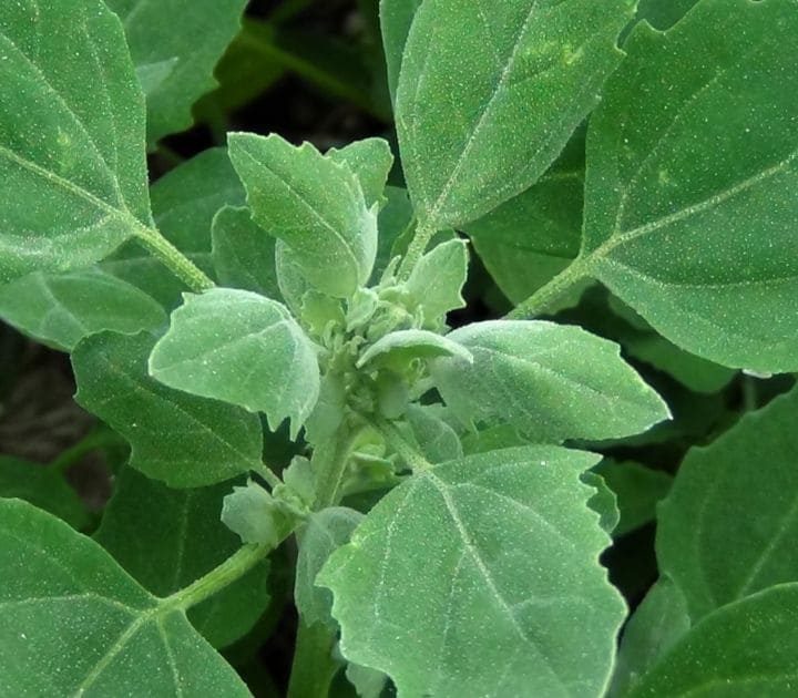 Top 10 Benefits of Lamb’s Quarter to Health