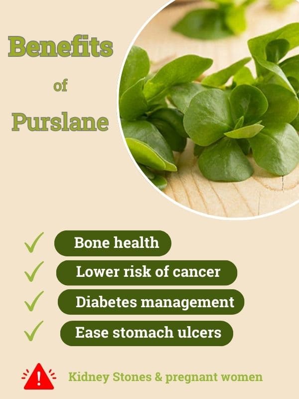 Benefits of Purslane