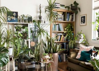 Best Plants for Bedroom Air Quality