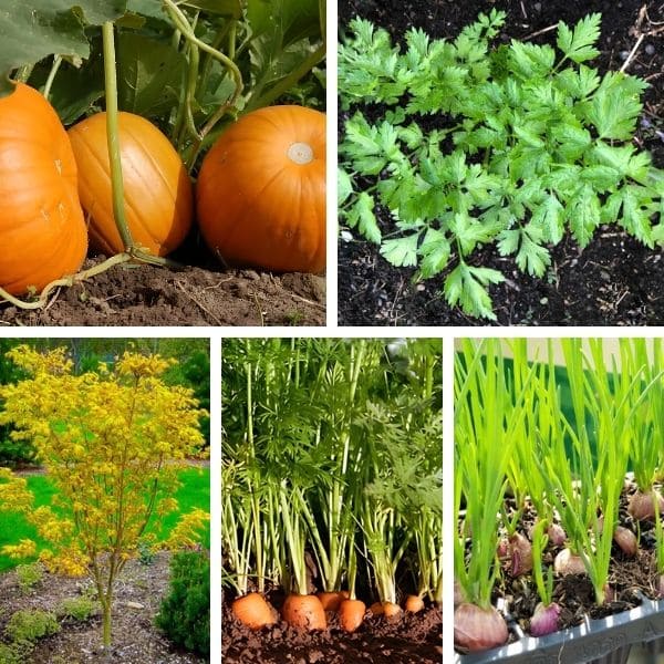 Best Plants to Grow In Fall 