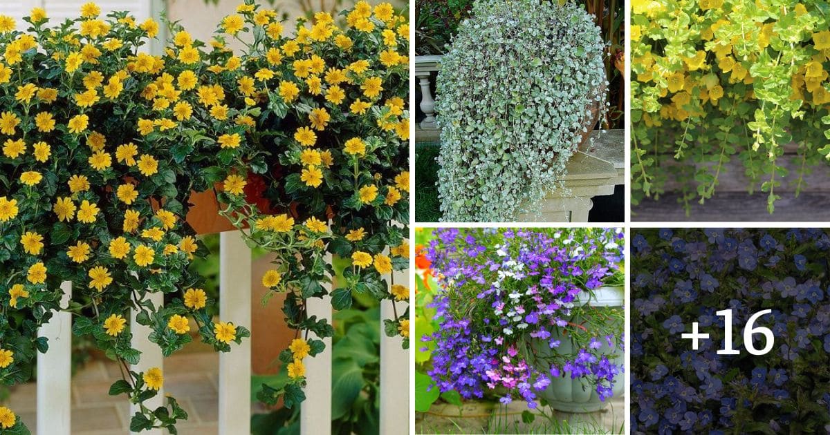 20 Best Cascading Plants for Decorating The Garden