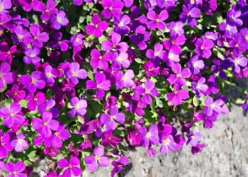 Cascading Plants for Decorating The Garden