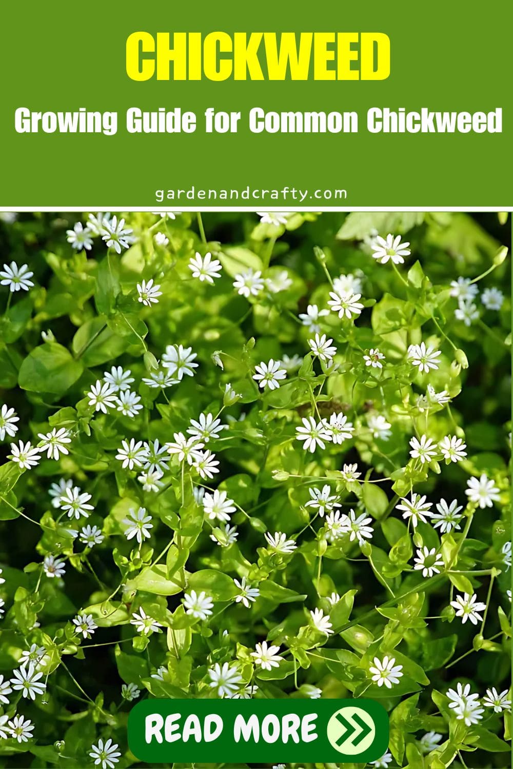Growing Guide for Common Chickweed