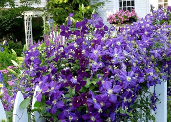 Clematis Trellis Ideas