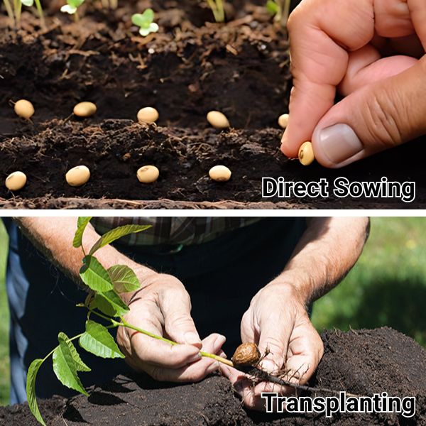 Direct Sowing vs. Transplants