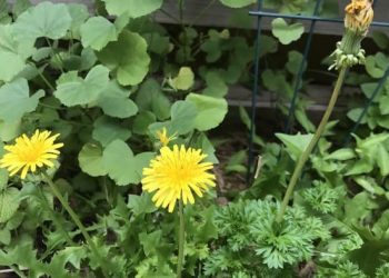 Explore Top 15 Useful or Edible Garden Weeds