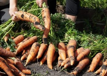 Full Guide on Gardening in Sandy Soil Gardening in Sandy Soil