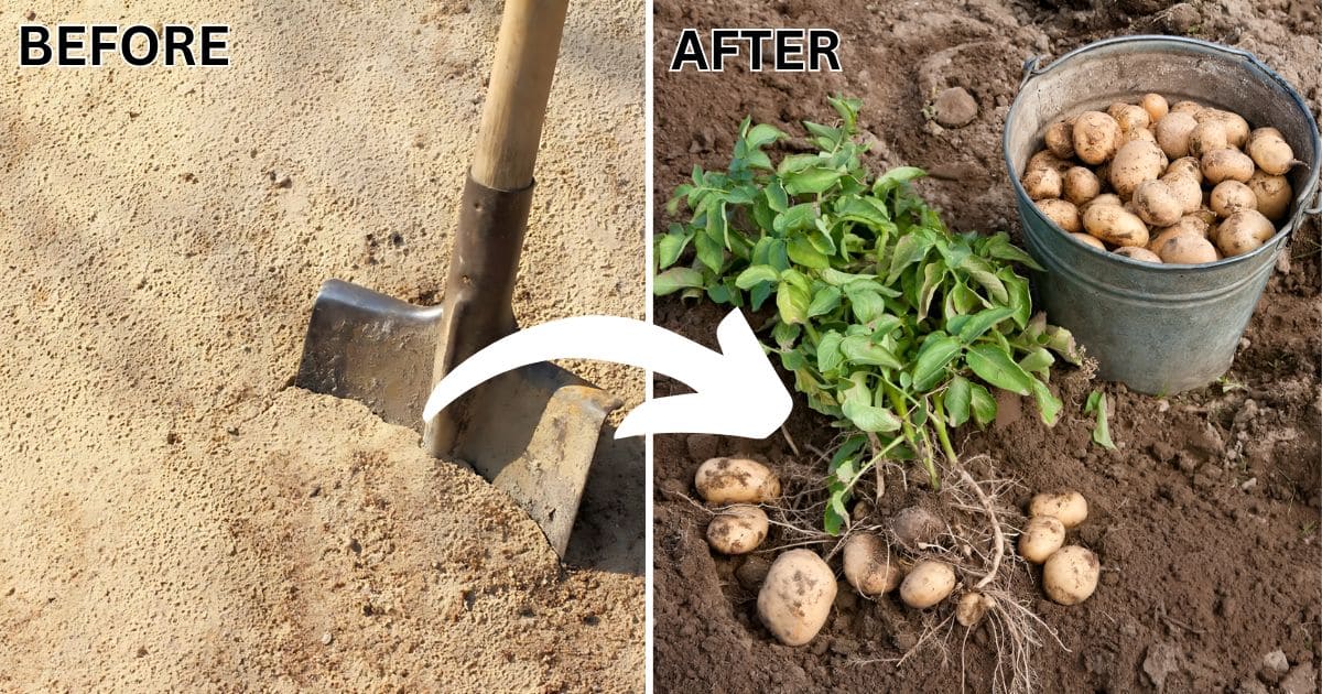 Full Guide on Gardening in Sandy Soil